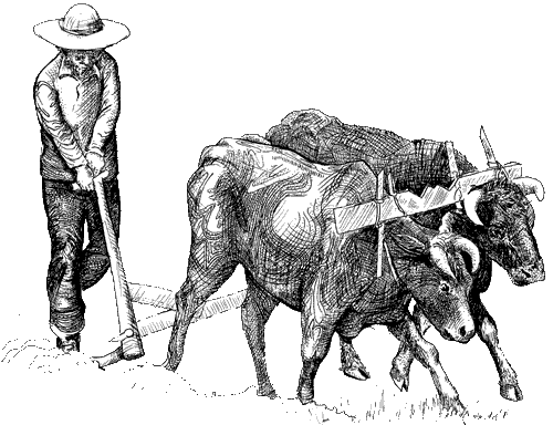 Agriculture man with oxen.