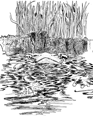 Mystical frog in water with cattails drawing.